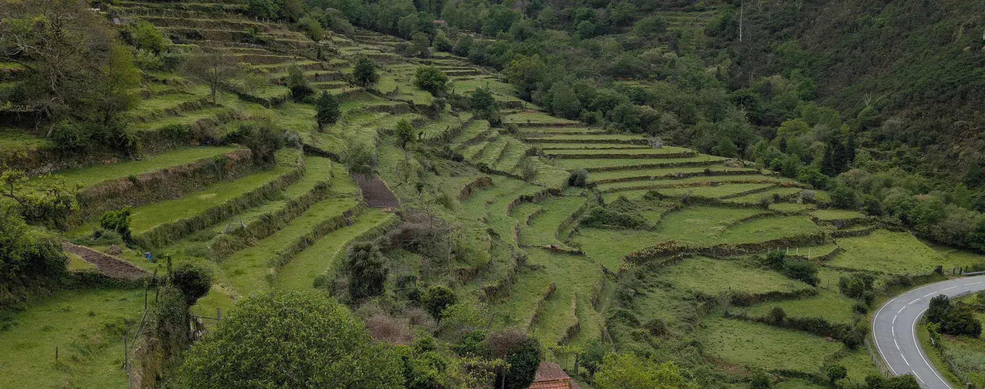 Ruhiger Weg durch eine grüne Landschaft in Portugal