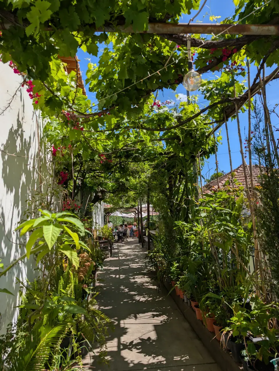 Schmaler begrünter Weg in Portugal